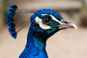 Images of peacocks