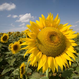 Photographs of Sunflowers taken by John James of jj99 mainly in France and show the vibrant yellow flowers and seed heads